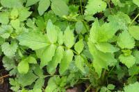 Valeriana officinalis