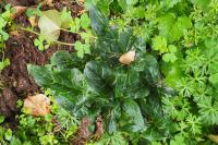 Arum italicum