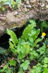 Asplenium scolopendrium