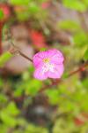 Oenothera rosea