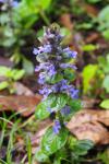 Ajuga reptans