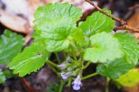 Glechoma hederacea