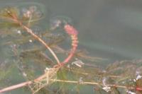 Myriophyllum spicatum