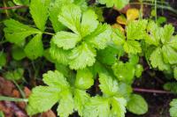 Geum urbanum