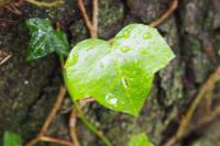 Hedera helix