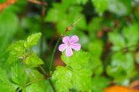 Geranium robertianum