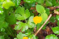 Ranunculus repens