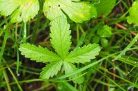 Potentilla reptans