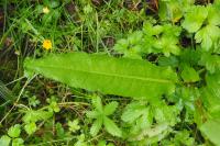 Rumex sanguineus