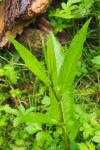 Rumex sanguineus