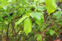 Corylus avellana