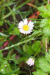 Bellis perennis