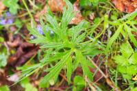 Ranunculus acris