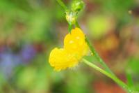 Ranunculus acris