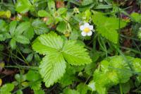 Fragaria vesca