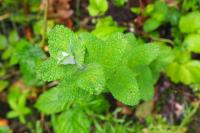 Mentha suaveolens