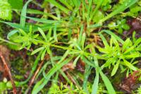 Galium aparine