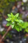 Veronica arvensis