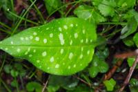 Pulmonaria affinis