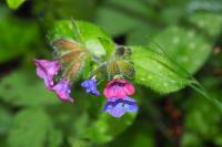 Pulmonaria affinis