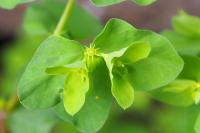 Euphorbia peplus