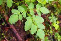 Angelica sylvestris