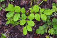 Fraxinus excelsior