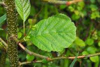 Alnus glutinosa