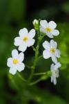 Myosotis martini