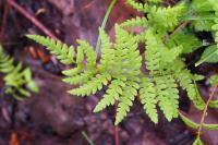 Thelypteris palustris