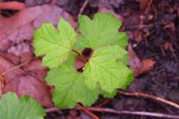 Viburnum opulus