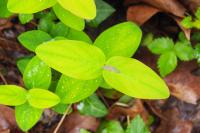 Hypericum androsaemum