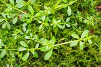 Galium palustre