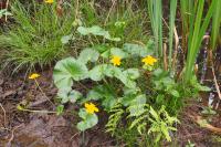 Caltha palustris