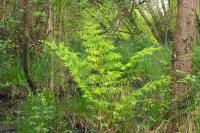 Osmunda regalis