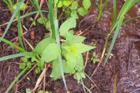 Solanum dulcamara