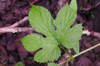 Humulus lupulus