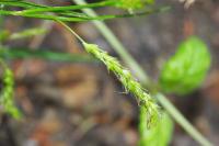 Carex sylvatica