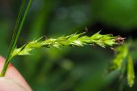 Carex sylvatica