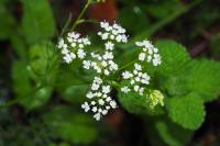 Conopodium majus