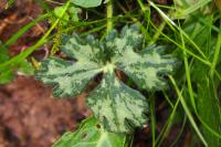 Ranunculus serpens