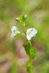 Veronica serpyllifolia