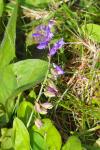 Polygala vulgaris