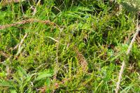 Calluna vulgaris