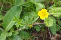 Potentilla erecta