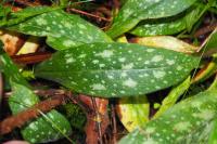 Pulmonaria longifolia