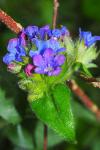 Pulmonaria longifolia