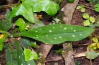 Pulmonaria longifolia