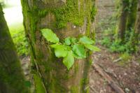 Carpinus betulus