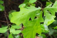 Quercus rubra